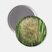 Aimant – Pissenlit boule de duvet (Recto/Verso)