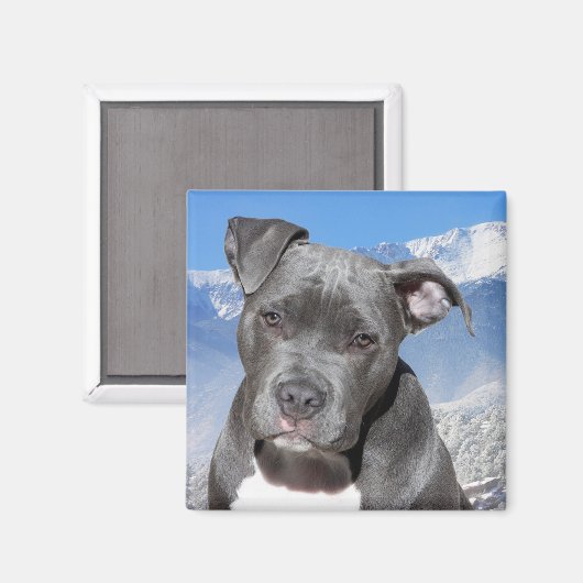 Aimant Pitbull (Recto/Verso)