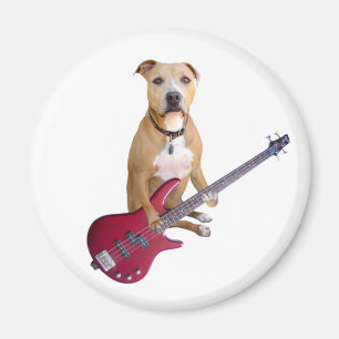 Aimant Pitbull avec la guitare