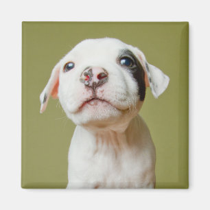 Aimant Pitbull avec l'oeil repéré par noir