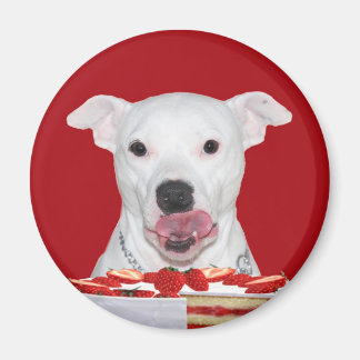Aimant Pitbull blanc affamé
