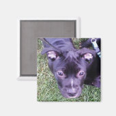 Aimant Pitbull Puppy (Recto/Verso)