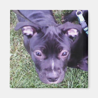 Aimant Pitbull Puppy