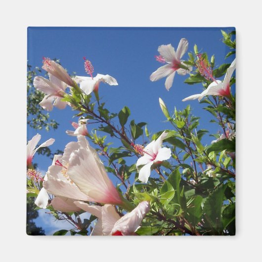 Aimant Pittoresque Hibiscus (Devant)