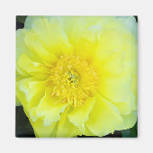 Aimant Pivoine jaune (Devant)