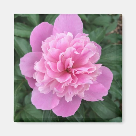 Aimant Pivoine rose (Devant)
