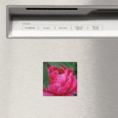 Aimant Pivoine Rose Timide (In Situ (Lave-vaisselle))