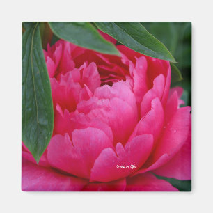 Aimant Pivoine Rose Timide