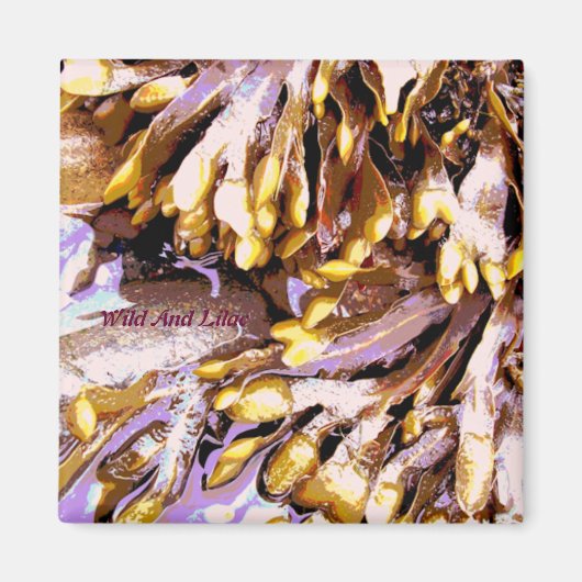 AIMANT PLAGE (Devant)