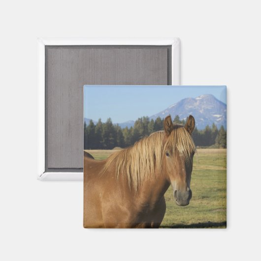 Aimant Plage Cascade | Cheval de châtaignes (Recto/Verso)