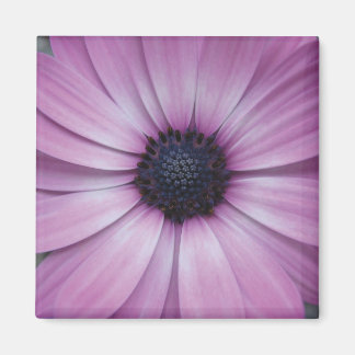 Aimant Plage d'aimant Fleur Fleur Gerbera violet