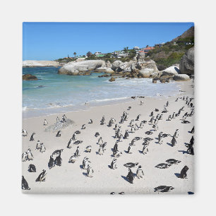 Aimant Plage de Penguins Boulders   Afrique du Sud