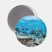 Aimant Plages tropicales | Esturgeon Parmi le corail (Recto/Verso)
