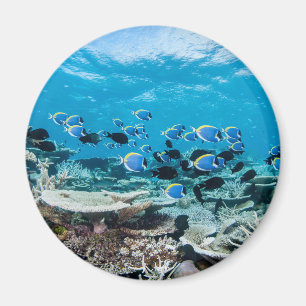 Aimant Plages tropicales   Esturgeon Parmi le corail