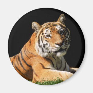 Aimant Plan rapproché de tigre