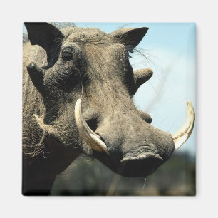 Aimant Plan rapproché de Warthog