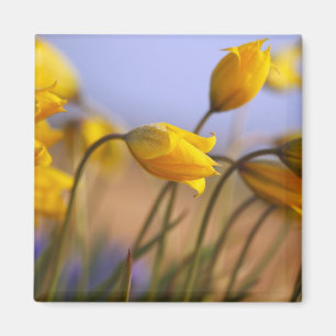 Aimant Plan rapproché des jonquilles
