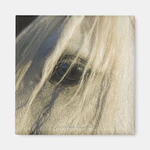 Aimant Plan rapproché d'oeil de cheval