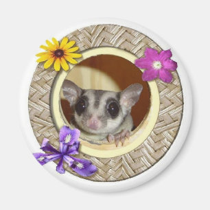 Aimant Planeur de sucre