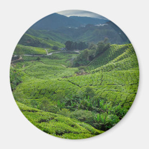 Aimant Plantation de thé de Cameron Highlands