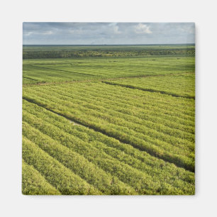 Aimant Plantations de canne à sucre, Guyana