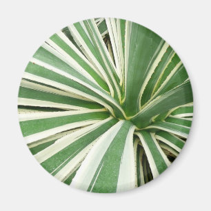 Aimant Plante Agave Vert et blanc rayé