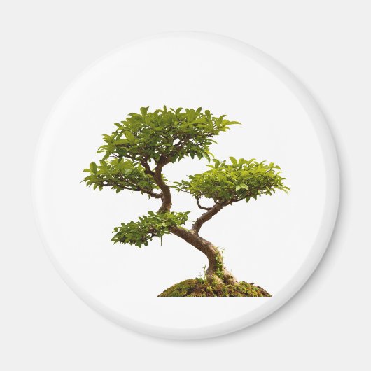 Aimant Plante Bonsai (Devant)