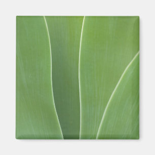 Aimant Plante d'Agave de près