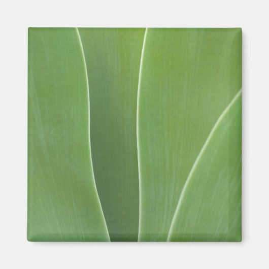 Aimant Plante d'Agave de près (Devant)