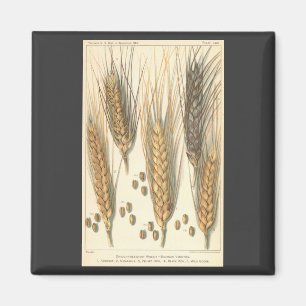 Aimant Plante de blé résistante à la sécheresse, agricult