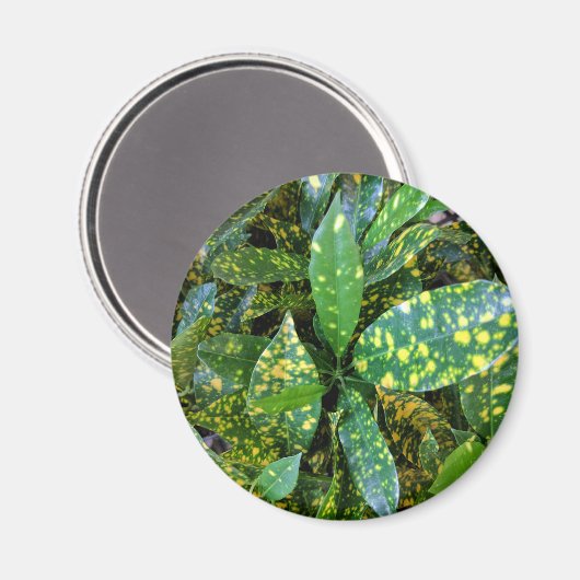 Aimant Plante de Croton (Recto/Verso)