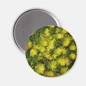 Aimant Plante de glace dorée Fleurs jaunes (Recto/Verso)