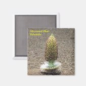 Aimant plante de mot d'argent (Recto/Verso)