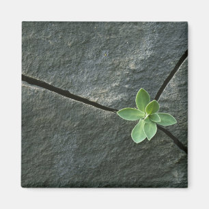 Aimant Plante s'élevant à Boulder criqué