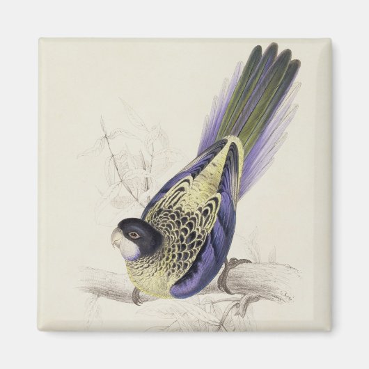 Aimant Platycercus Brownii, ou Parrakeet Brown (Plaque 2 (Devant)