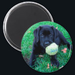 Aimant Play Ball - Labrador Puppy - Black Lab<br><div class="desc">Tout ce que ce Black Lab Puppy veut faire est jouer au ballon ! Play Ball - Oeuvre originale de Judy Burrows @ Black Dog Art</div>