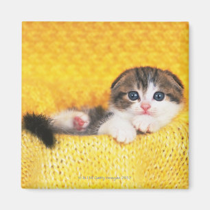 Aimant Pli d'écossais ; est une race de chat avec un