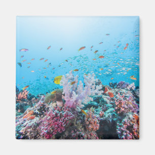 Aimant Plongée à l'air avec le récif et le corail colo