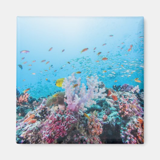 Aimant Plongée Avec Barrière Colorée Et Corail (Devant)
