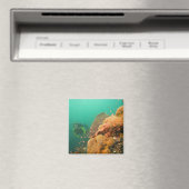 Aimant plongeur & Scorpanopsis (In Situ (Lave-vaisselle))