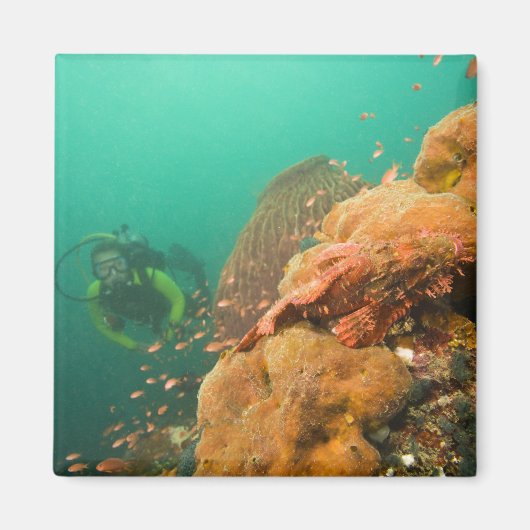 Aimant plongeur & Scorpanopsis (Devant)