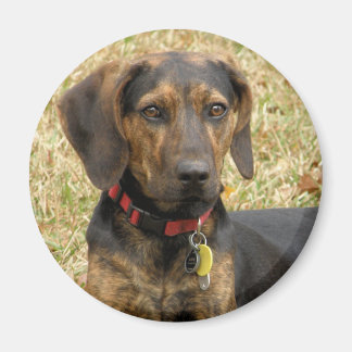 Aimant Plott Hound