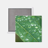 Aimant Pluies sur la feuille de Papaya tropicale (Recto/Verso)