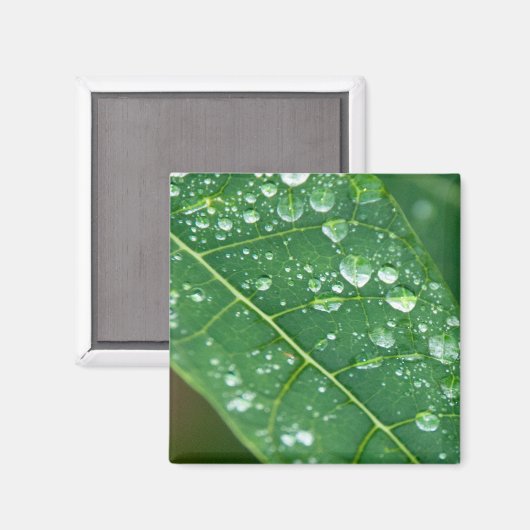 Aimant Pluies sur la feuille de Papaya tropicale (Recto/Verso)