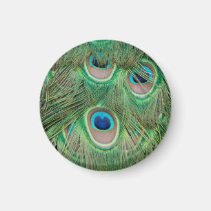 Aimant Plumage de paon