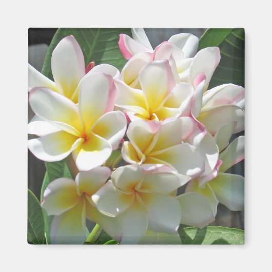 Aimant Plumeria (Devant)