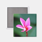 Aimant Plumeria (Recto/Verso)