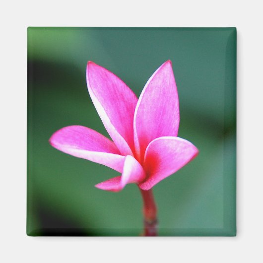 Aimant Plumeria (Devant)