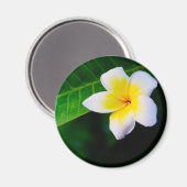 Aimant Plumeria (Recto/Verso)