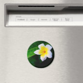 Aimant Plumeria (In Situ (Lave-vaisselle))